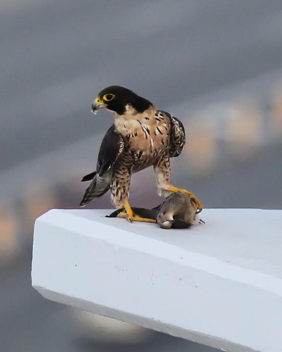 Falcon with Prey | Shutterbug